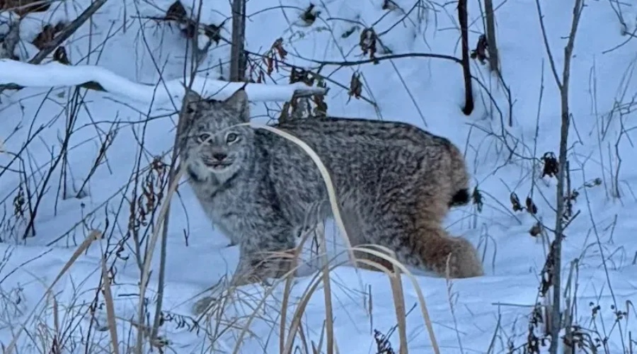 Large ‘Kitty’ – Eagle River Area