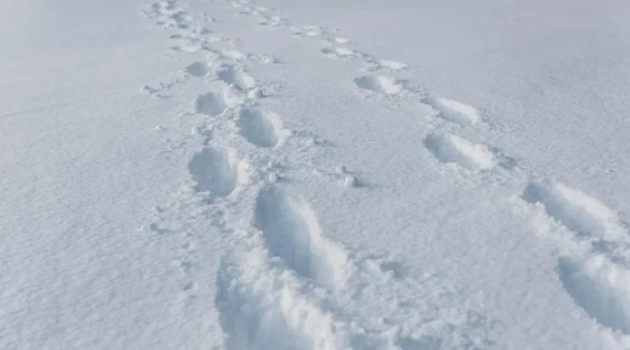 Winter weather travel advisory for portions of NWO