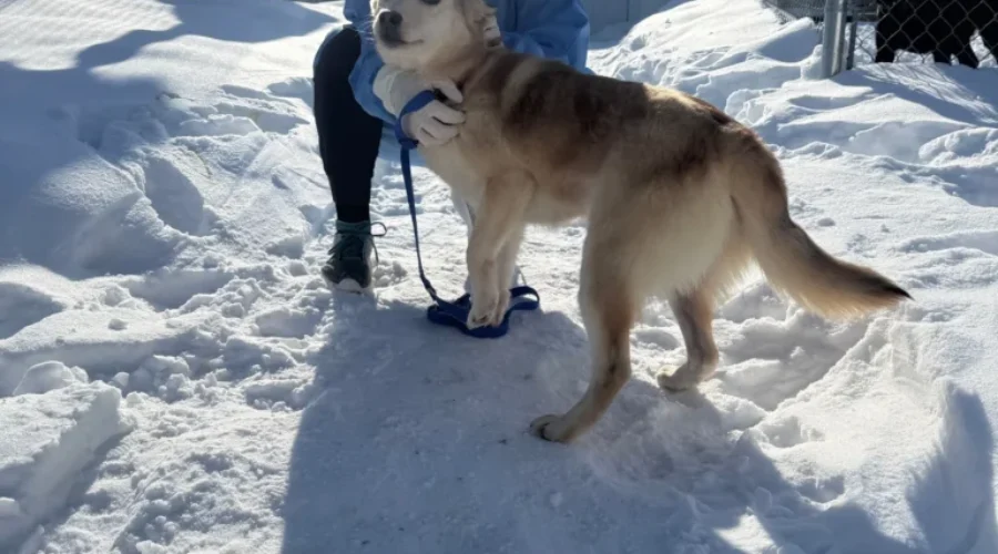 lac-seul-dog OSPCA transfers 10 dogs from Lac Seul for adoption