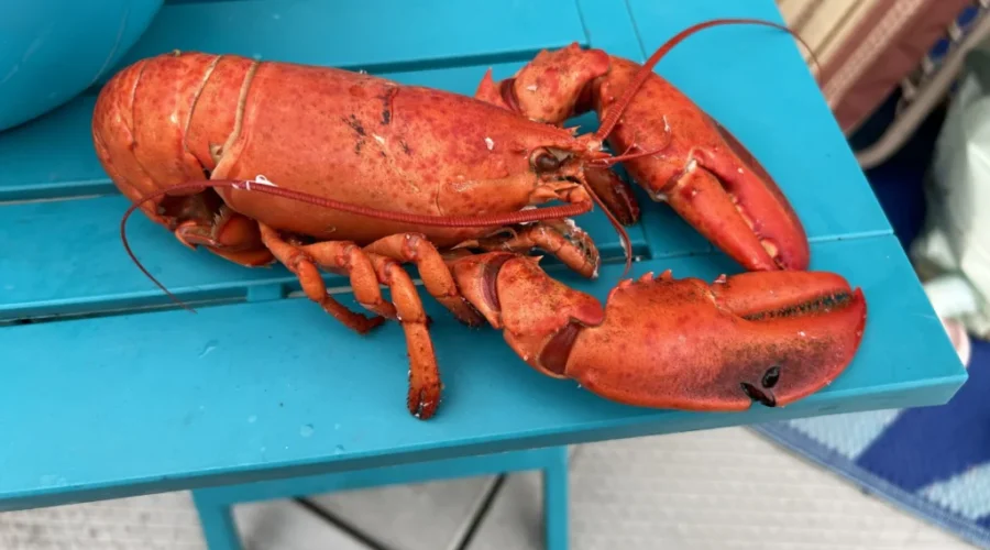 China announces tariffs against Canadian canola, seafood, pork