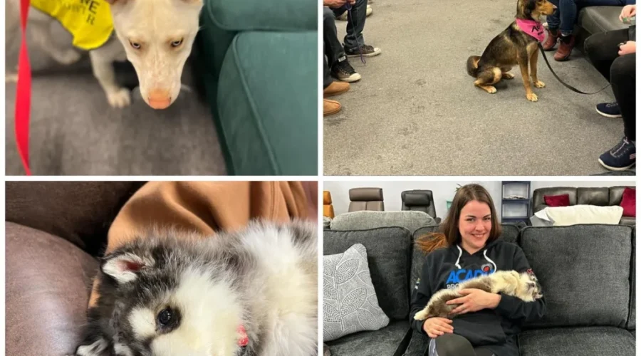 Gould’s Brandsource supports Northern Critters in Need