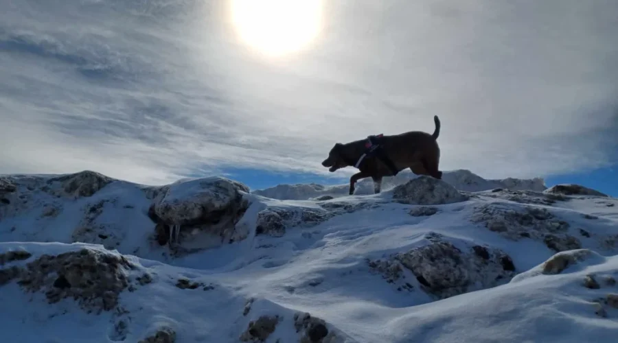 zoey-photo-captured-near-the-old-pinewood-school-by-barbara-gibbons-picture-submitted-by-kristi-crossley ‘Zoey’