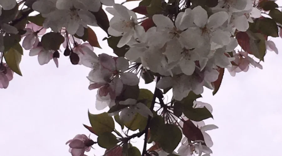 Blooming Beauty in Eagle River