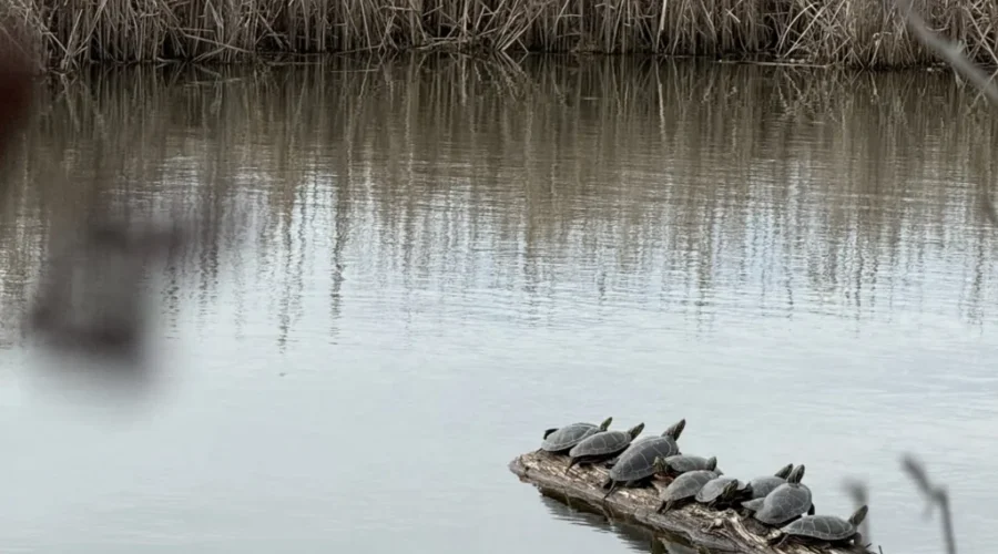 Dryden’s Laura Howe Marsh