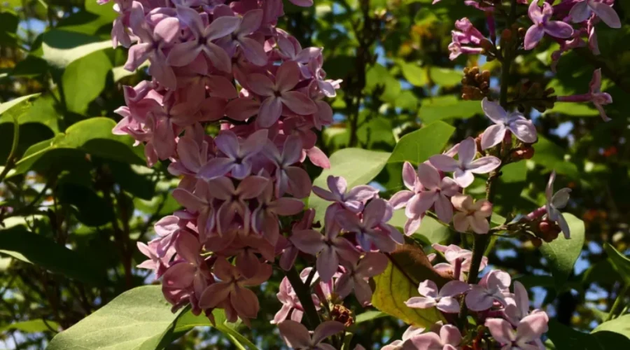 Eagle River Lilacs