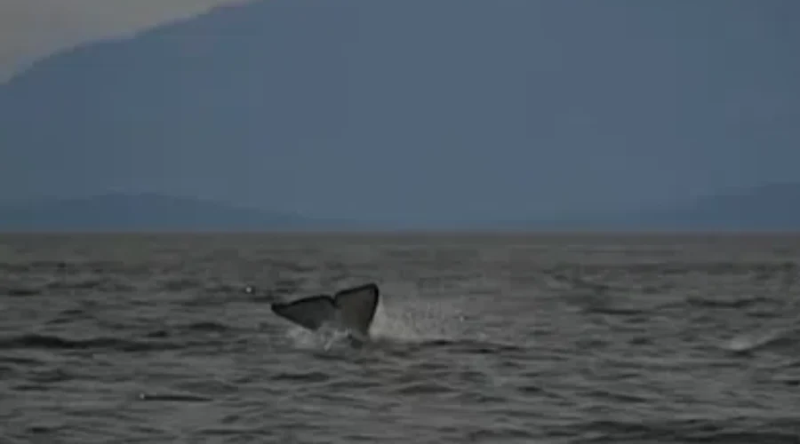 Orca Filmed “Moonwalking” In West Vancouver