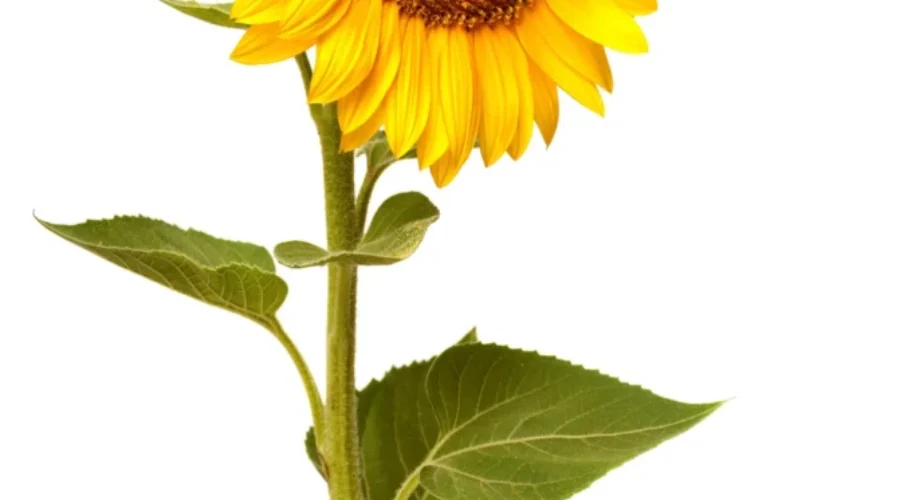 The Beginning of my Backyard Sunflower Oasis (If my dog stops taking them out)