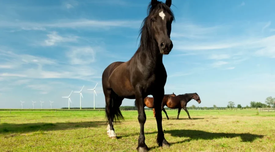 Sioux Lookout youth helps name new federal police horse