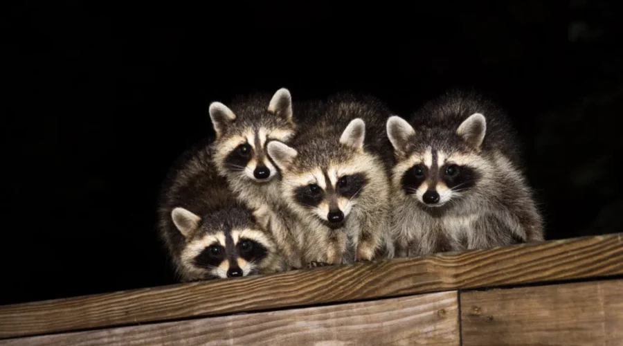 Woman becomes unofficial nanny to baby racoons when mom needs a nap!