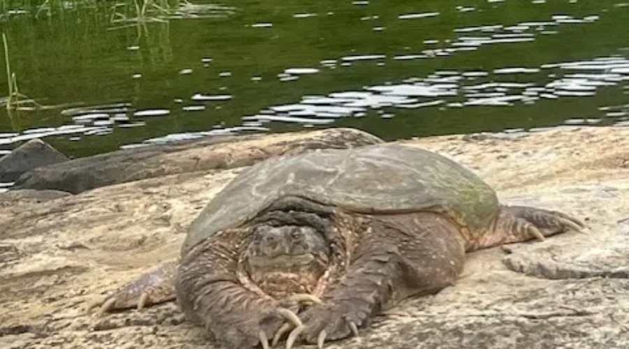A “Snap” Of Northwestern Ontario History