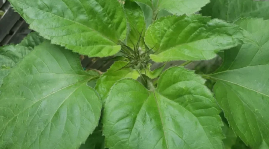 Sunflowers are starting to bloom!