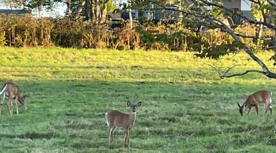 More deer tags issued for Dryden