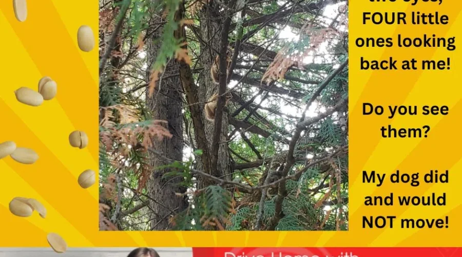 I Spy 4 Little Eyes Looking Back at Me