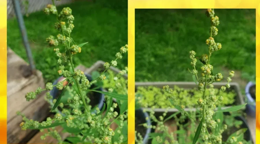 Strawberries are “Strawberrying”