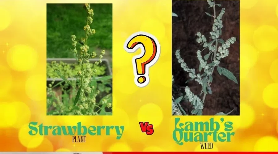 Strawberry Plant vs Lamb’s Quarter Weed?