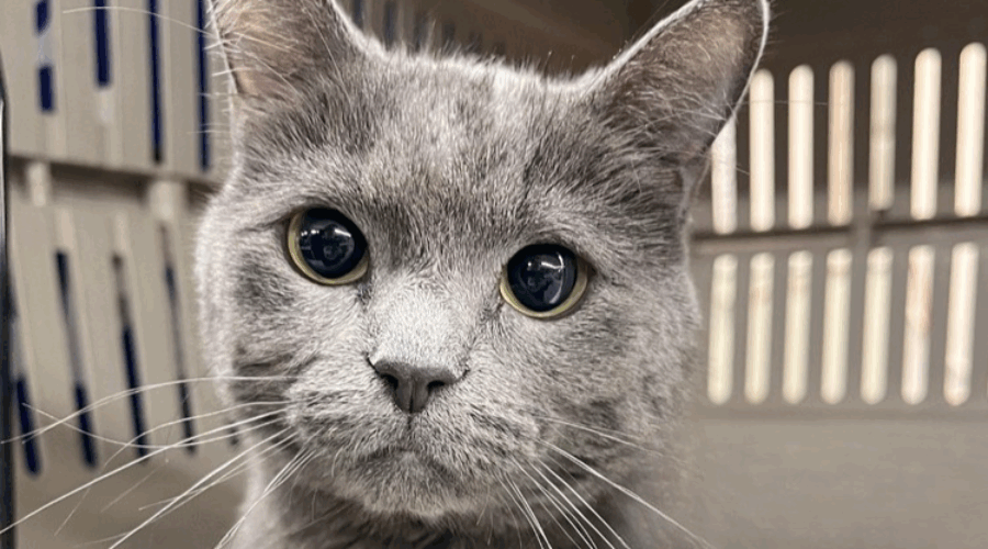 Adopt me, meow! Leila