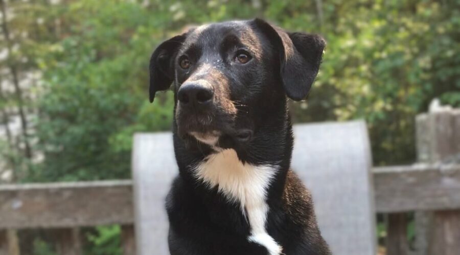 Meet the hounds: Winnie