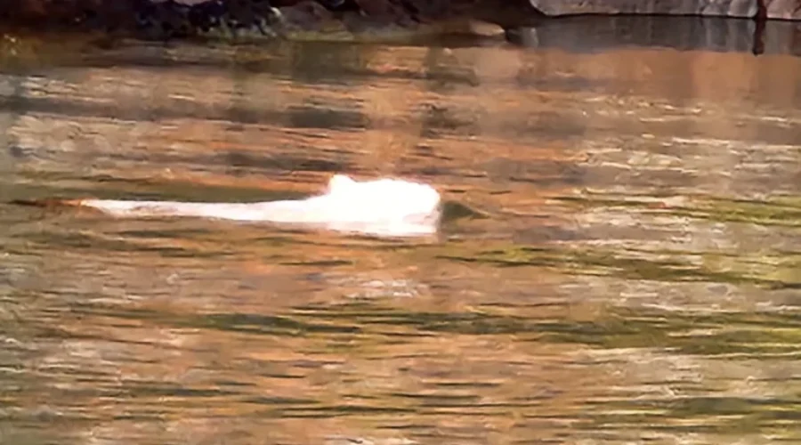 albino-beaver-observed-in-contact-bay-on-wabigoon-lake-by-susan-brownlee-and-perry-desautels-on-the-long-weekend-photo-submitted-by-perry-desautels Albino Beaver
