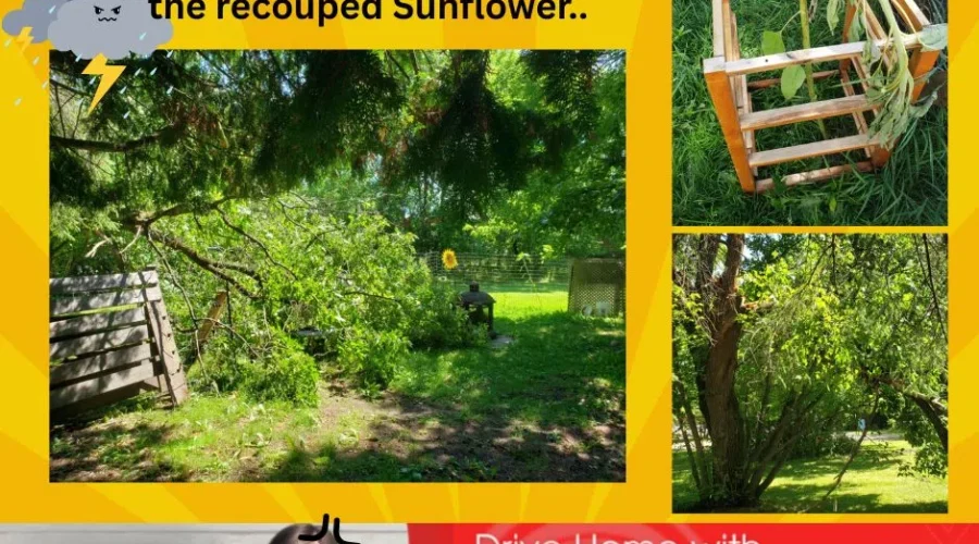Poor Fence and Sunflower! Sigh!