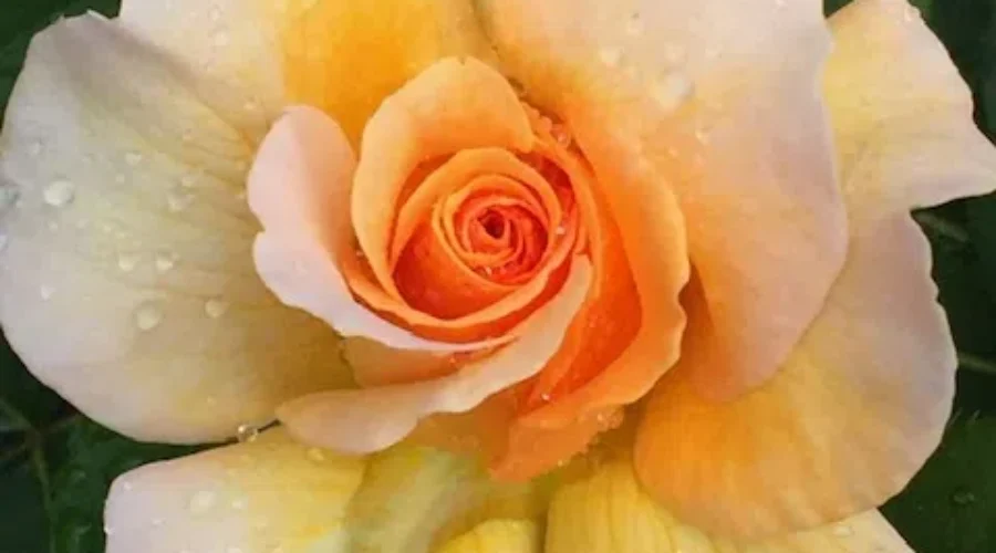 Delicate Beauty Of Northwestern Ontario