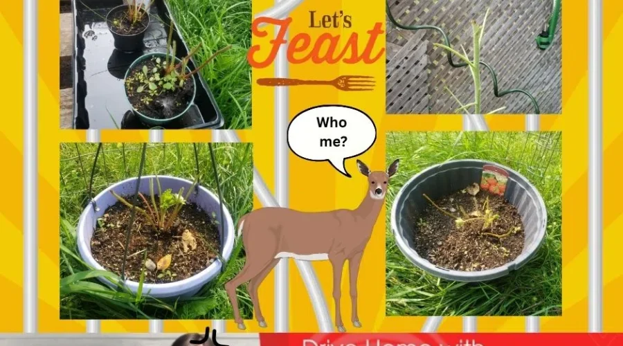 What a feast! For the deer.