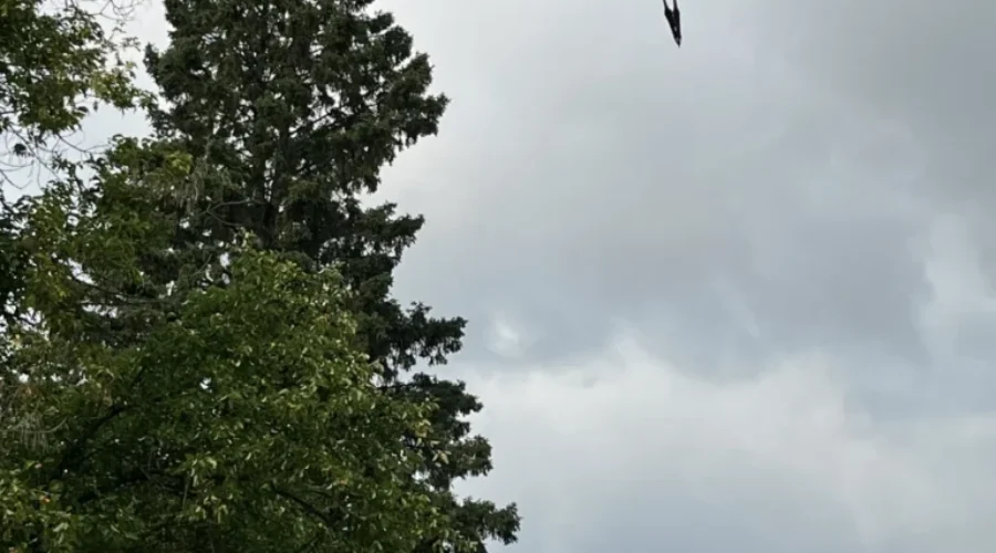 look-up-heron-dryden-photo-by-lucille-marion Look Up!!