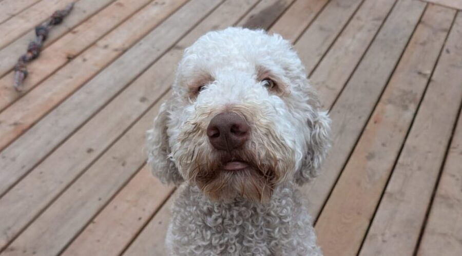 mack-3-scaled-e1753806974715-1024x491-900x500 Living with halitosis