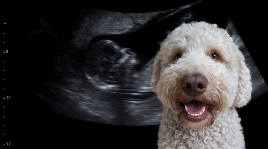 mack-baby-1024x683-900x500 Turns out we’re expecting