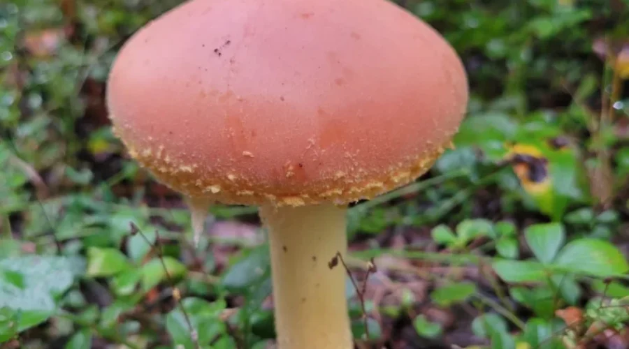 Nature’s Colourful Creation