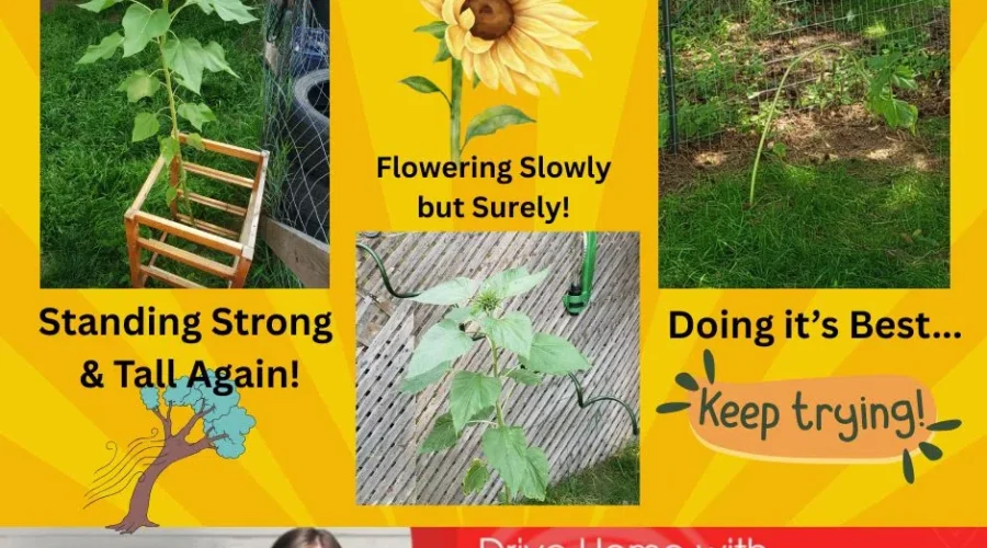 Stronger! Taller! Blooming! & Trying…