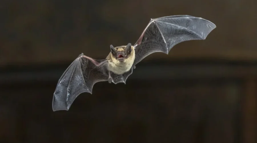 Rabies found in bat near Fort Frances