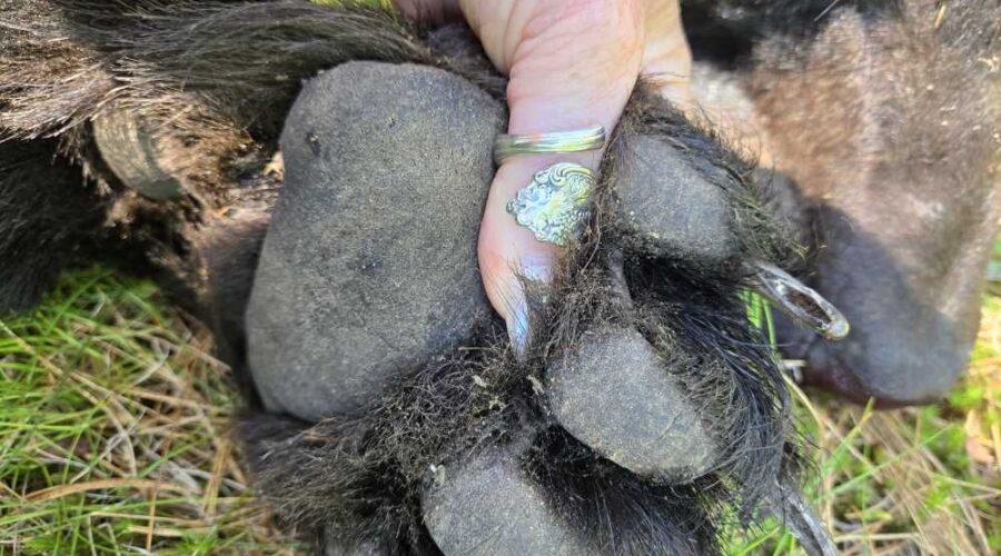 My first harvest: Bear hunting in northern Ontario