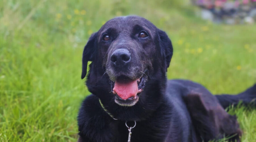 Meet the hounds: Makwa