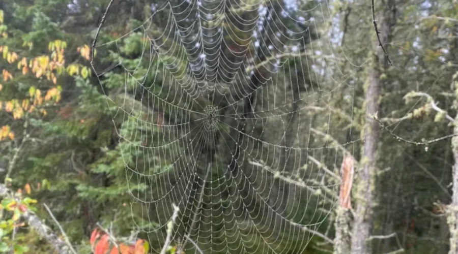 Nature’s Perfect Construction