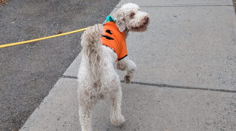 Mack’s take on Halloween: a night of costumes, chaos, and candy I can’t have