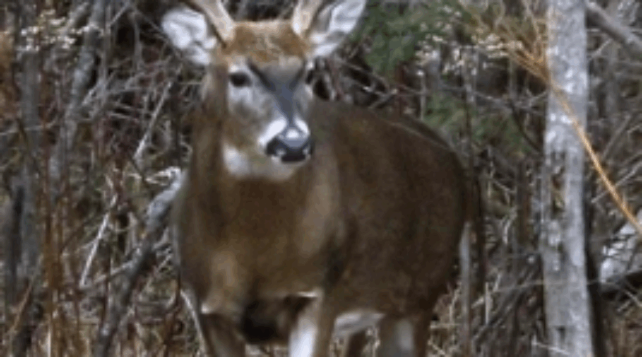 Deer Hunting – The Trials & Tribulations