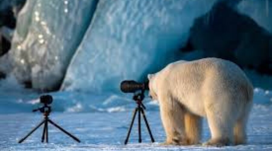 Polar Bear cam