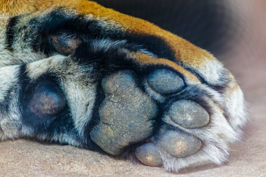 a close up of a dog