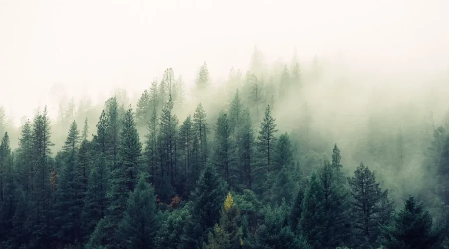 Fog advisory in effect for parts of Northwestern Ontario