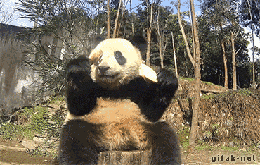 Good News! Pandas are on the Upswing!
