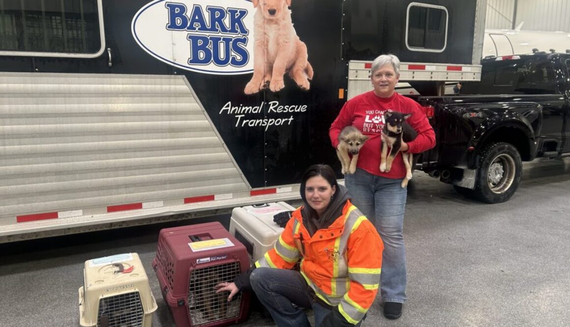 Bark bus