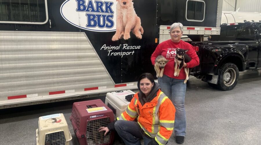 Bark bus Bark Bus sends foster animals south for adoption