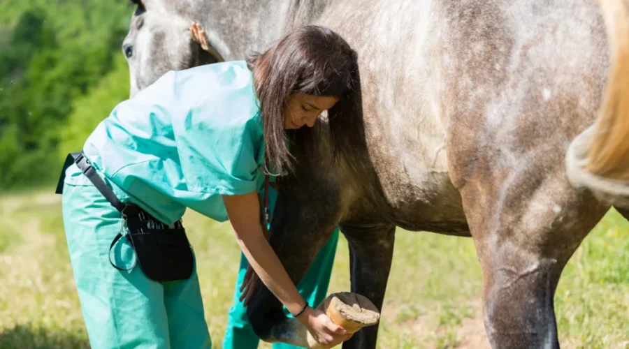 Provincial veterinarian assistance program updated