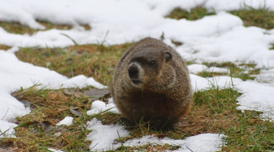 Photo by Ralph Katieb Groundhogs and a lobster make their predictions