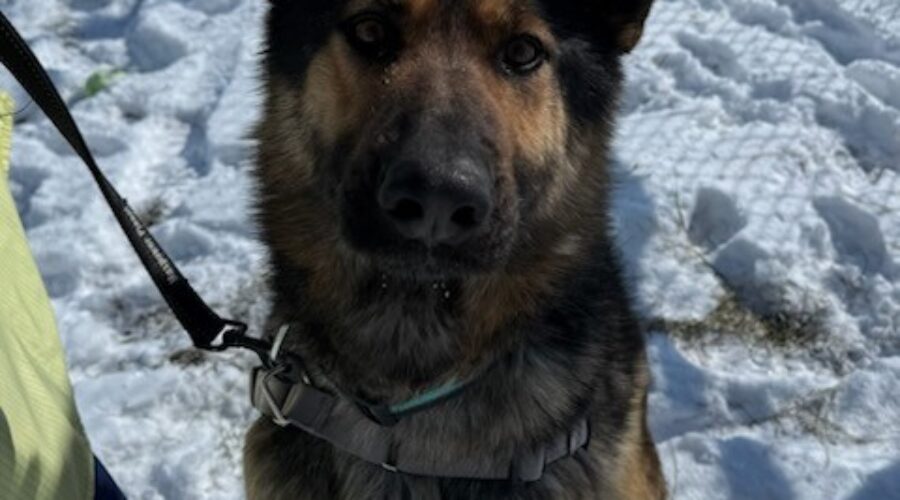 ospca dog Ontario SPCA working with northern communities on adoptions