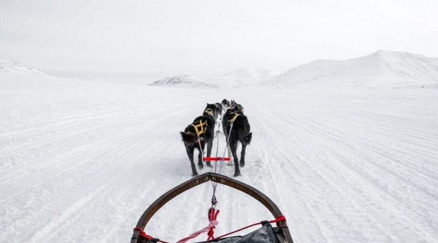 Sioux Lookout musher named Rookie of the Year at Iditarod