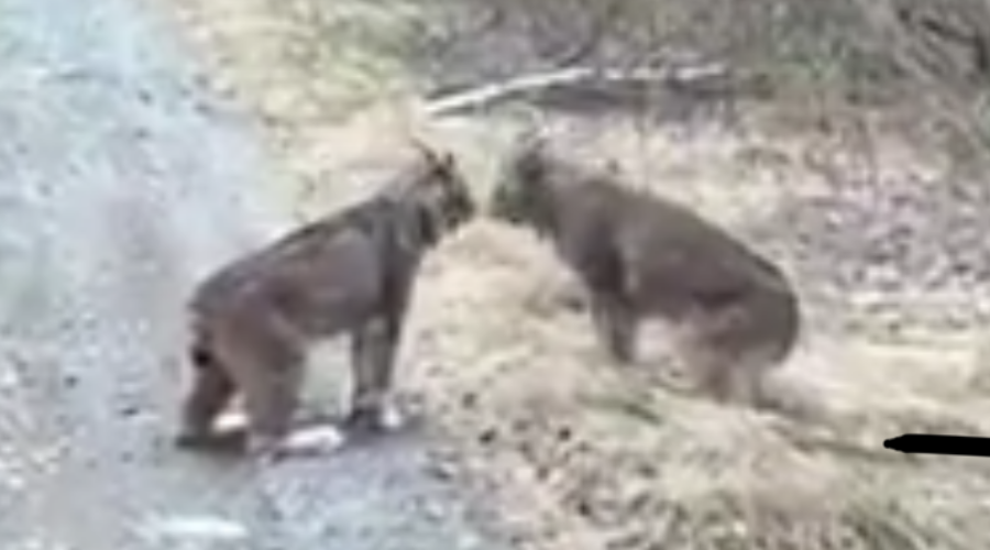 00lynx Lynx Video Goes Viral