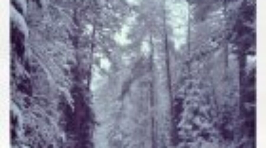 1454598_10153478304385153_444262337_n Snow Continues To Fall Across The Northwest