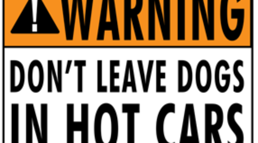 Warning For Pet Owners During The Summer Heat