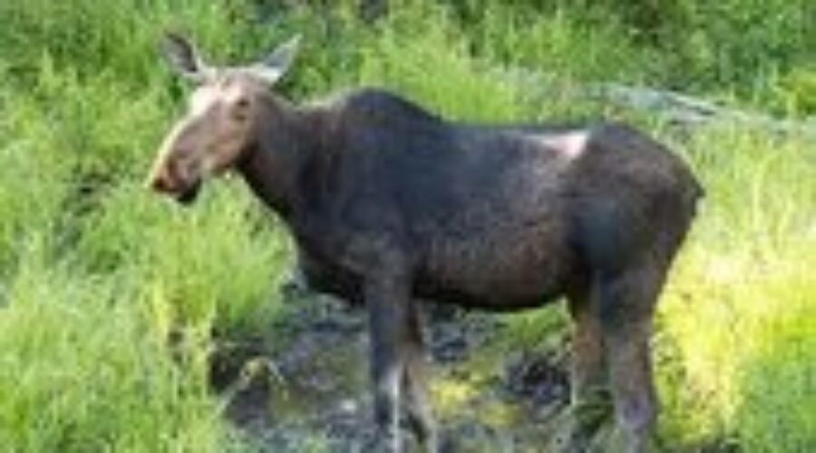 Moose Hunting Changes